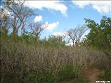 Aguirre Forest - GUAYAMA
